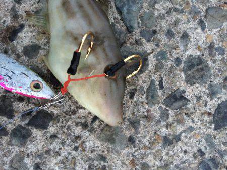 超久しぶりの釣行