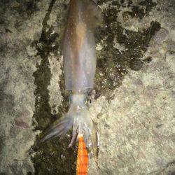 ケンサキイカ釣り