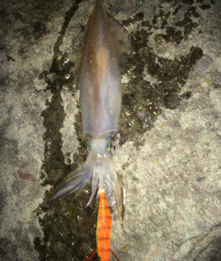 ケンサキイカ釣り