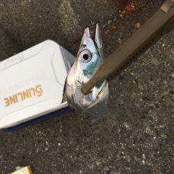 夕方タチウオワインド