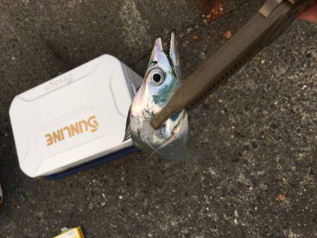 夕方タチウオワインド