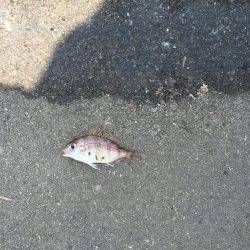 アジが入れ食い