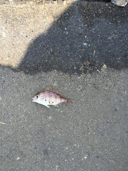 アジが入れ食い