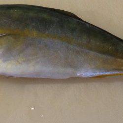 海水浴場でハマチ