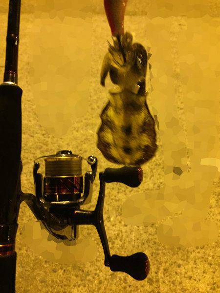 アオリイカ新子調査♩