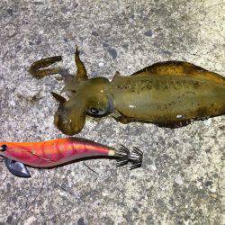 アオリイカ新子