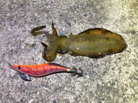 アオリイカ新子