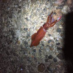 今年初のケンサキイカ釣り