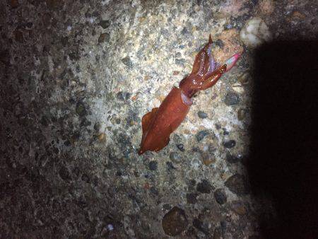 今年初のケンサキイカ釣り