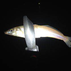 ナイトハギングでガシラ&キス