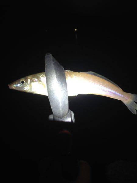 ナイトハギングでガシラ&キス