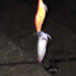 今期初ケンサキ