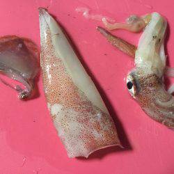 初ケンサキゲット!