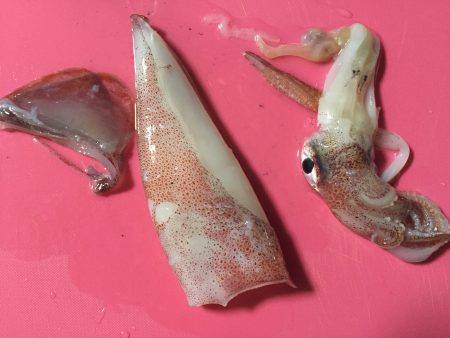 初ケンサキゲット!