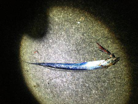 イワシ無限。タチウオボチボチ。