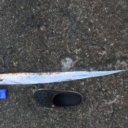 のんびり釣りの旅