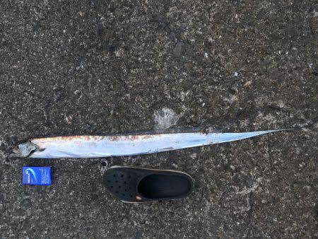 のんびり釣りの旅