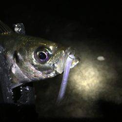 アジ快釣o(^▽^)o