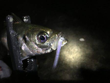 アジ快釣o(^▽^)o