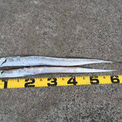 ワインドタチウオ