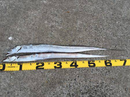 ワインドタチウオ