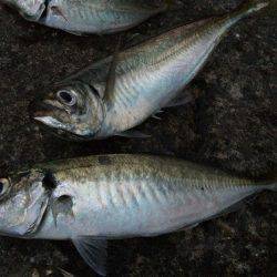 夕マヅメのアジ