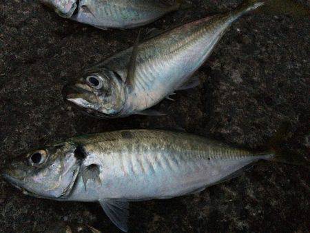 夕マヅメのアジ