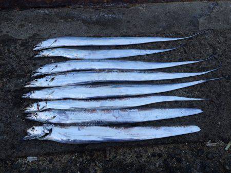 タチウオワインド