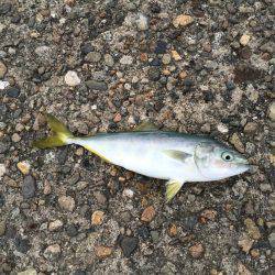 プチ青物大回遊