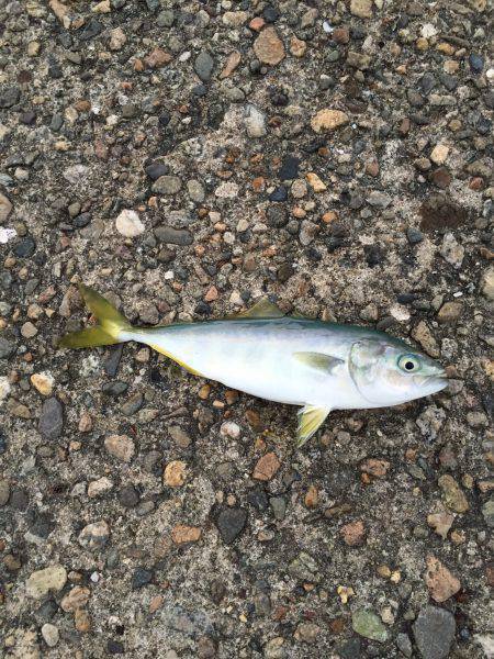 プチ青物大回遊