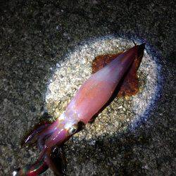 ケンサキ後半戦