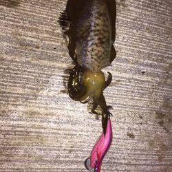 エギング短時間勝負