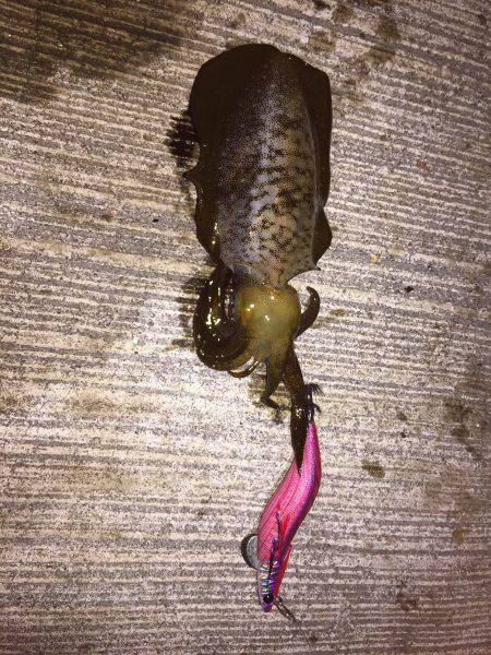 エギング短時間勝負