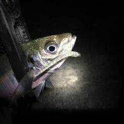 アジング絶好調