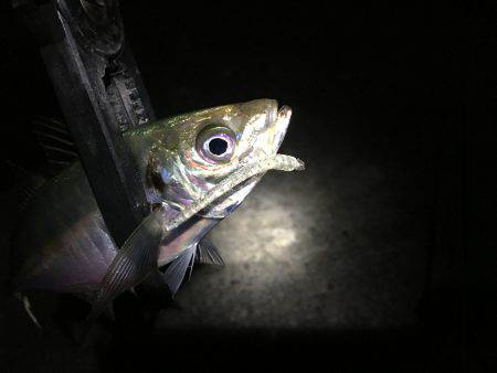 アジング絶好調