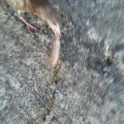 ワームでキス♪