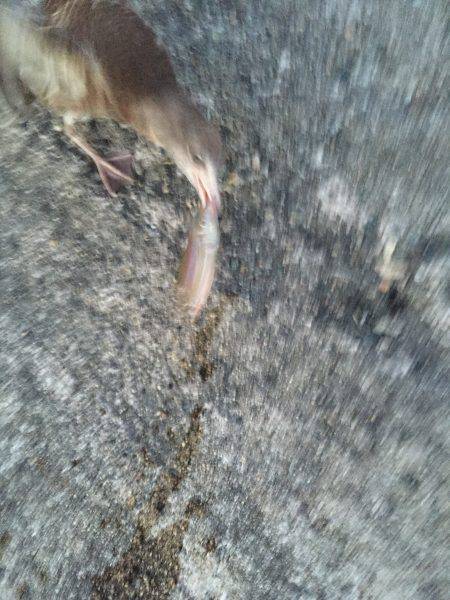 ワームでキス♪