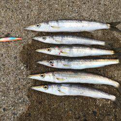 豆アジ、カマス