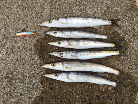 豆アジ、カマス