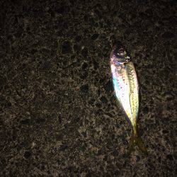 初！徳島アジング！