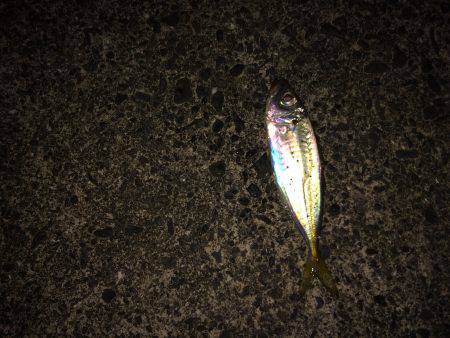 初！徳島アジング！