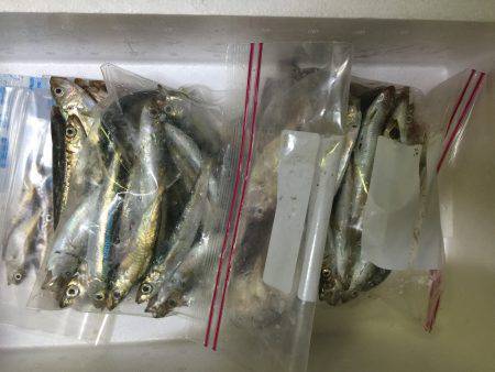 ファミリーフィッシング