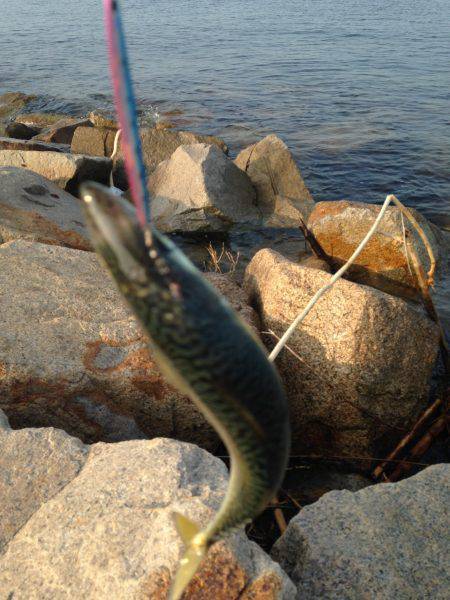 ライトショアジギング