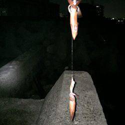 ケンサキ調査4日目