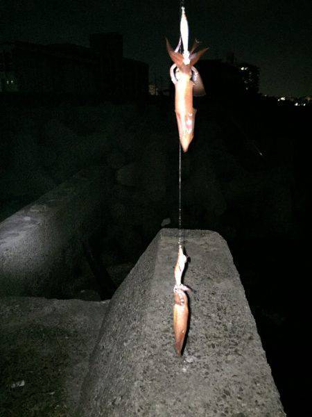 ケンサキ調査4日目