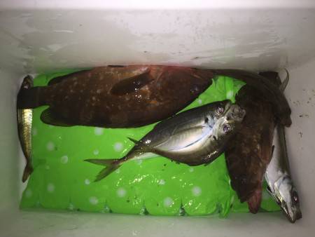 舞鶴 アジ！アコウ！