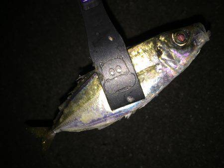 中アジ減った？