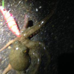 オクトパッシング