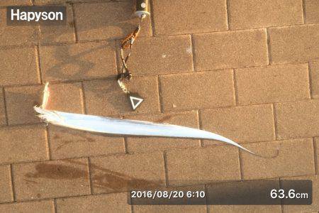 寝坊のち、太刀魚