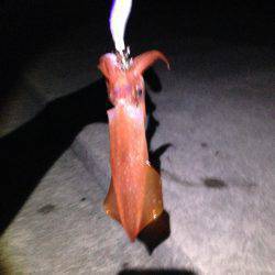 ケンサキ&アオリ!